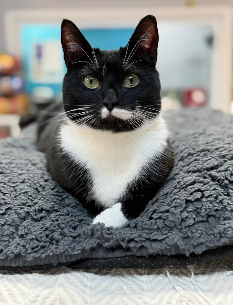 Mahogany thumbnail 2