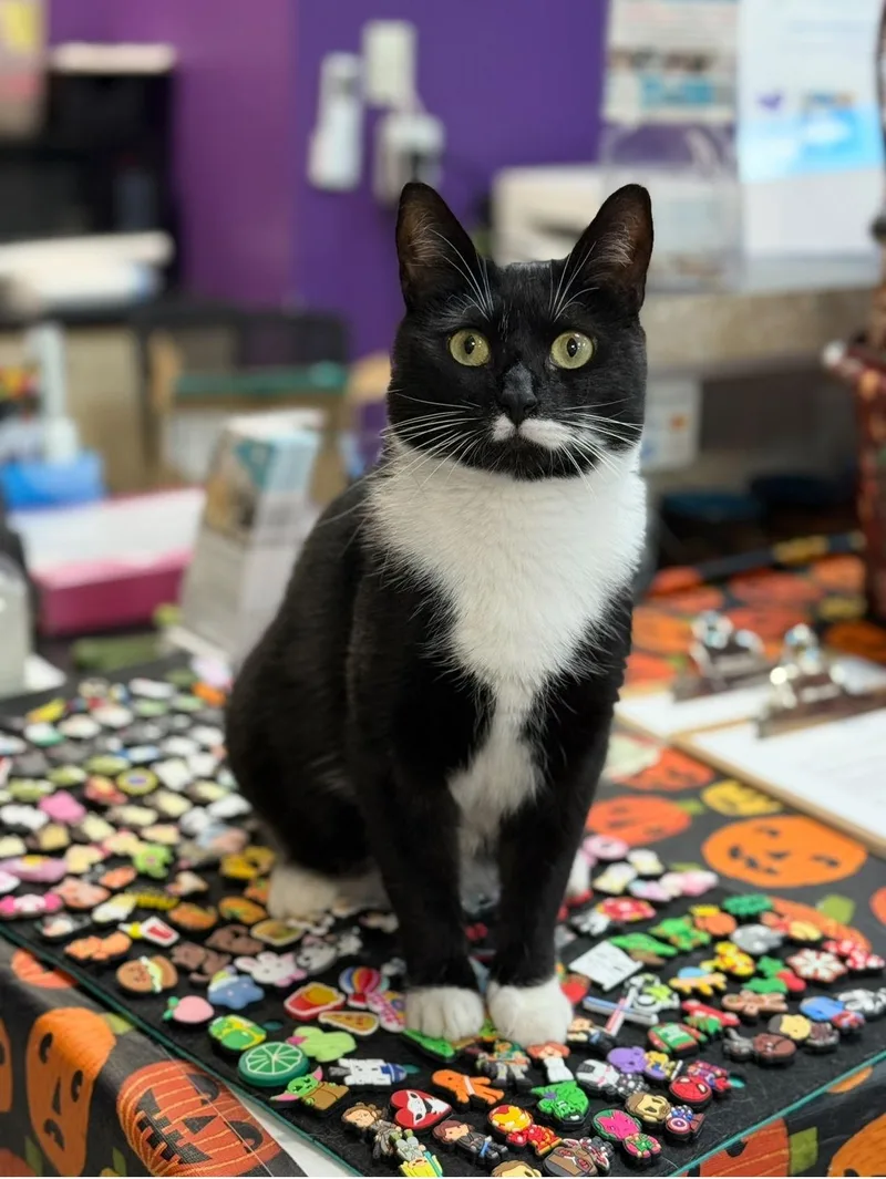 Mahogany thumbnail 3