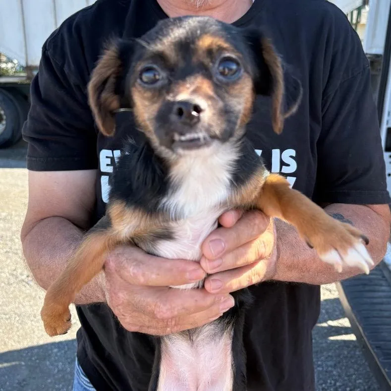A baby small-sized female Black Chihuahua dog named Nellie for adoption in Reno, NV