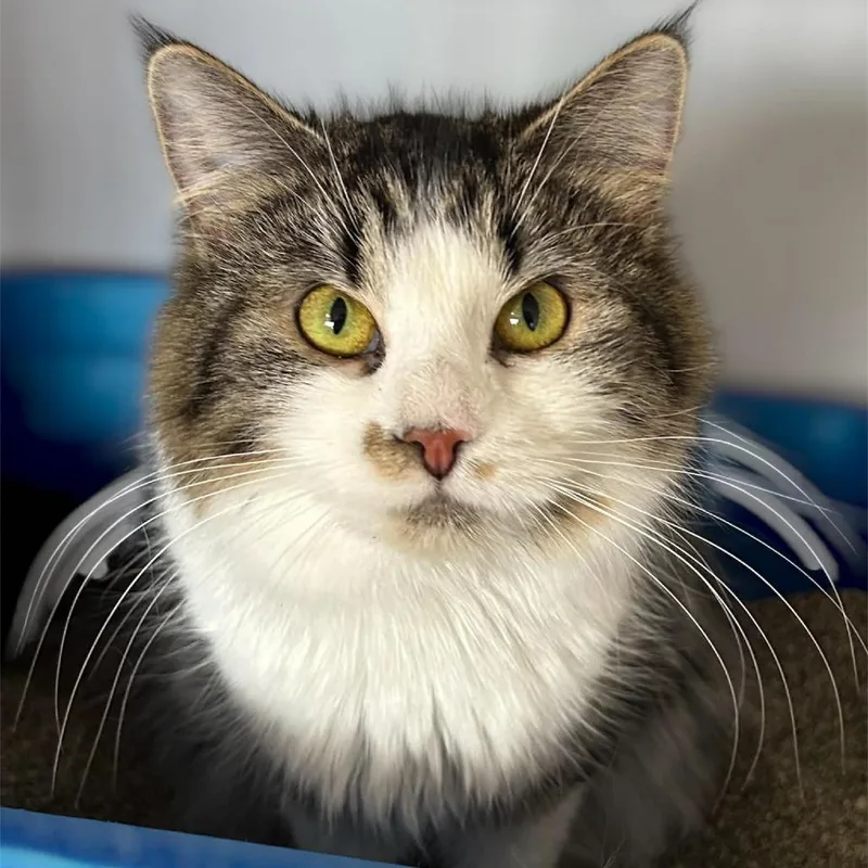 An adult medium-sized female Brown / Chocolate Domestic Long Hair cat named Darling for adoption in Monroe, MI