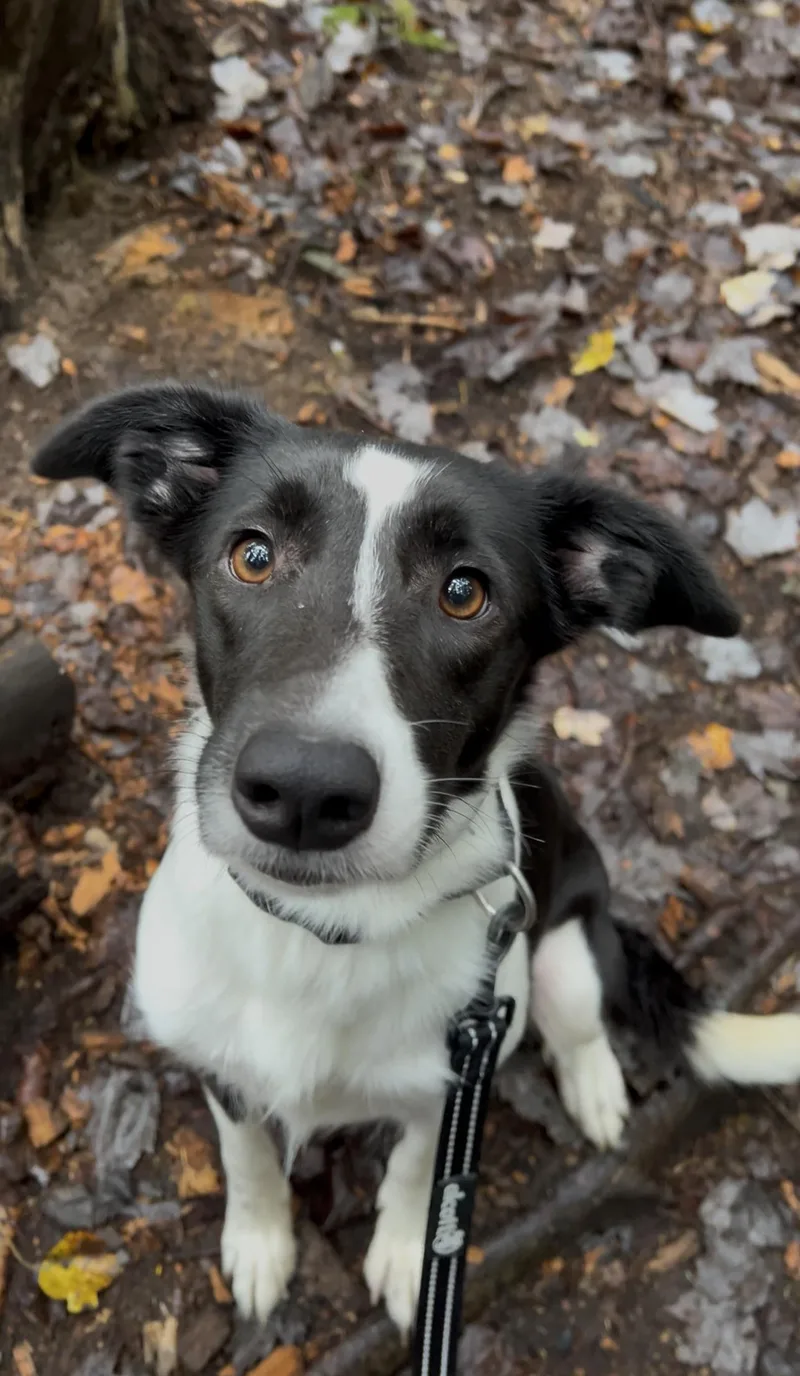 An adult medium-sized female Border Collie dog named Viola for adoption in Millerstown, PA