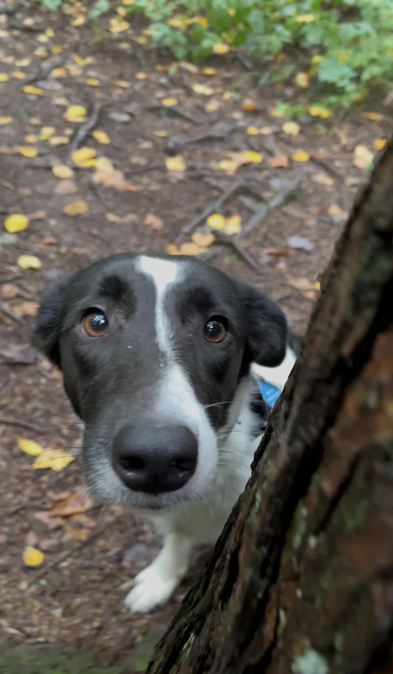 Viola thumbnail 3