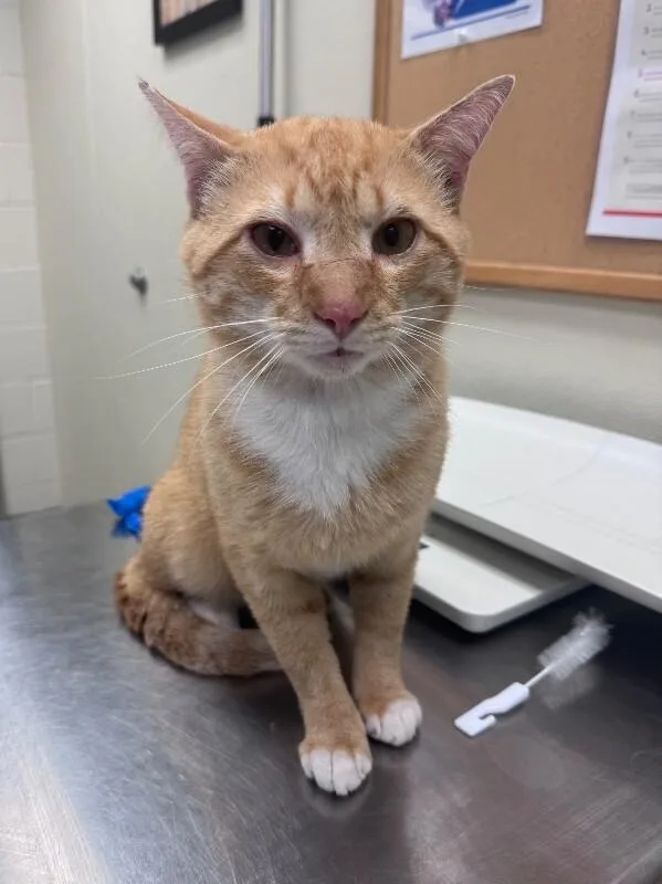 An adult medium-sized male Tabby (Orange / Red) Domestic Short Hair cat named Cheeto Benito for adoption in Disputanta, VA