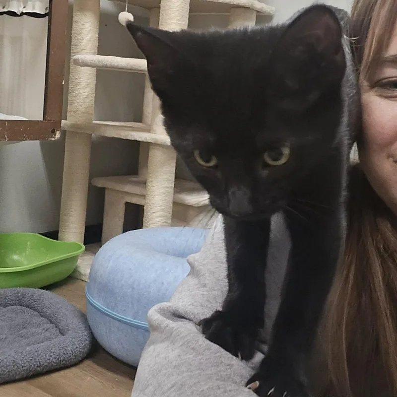 A young medium-sized female Black Domestic Short Hair cat named Maybe for adoption in Richmond, KY