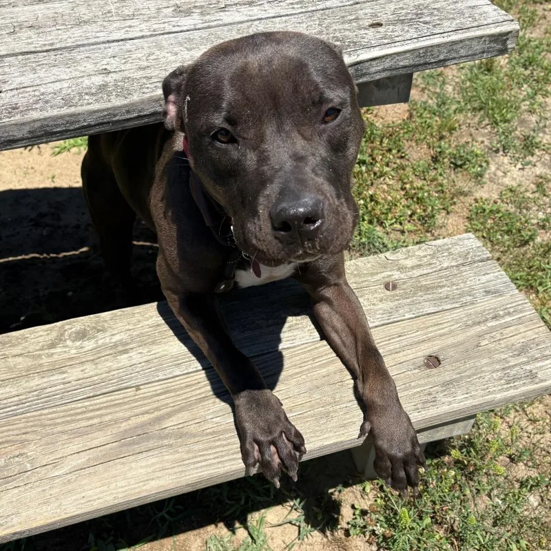 An adult medium-sized female Black Pit Bull Terrier dog named Genevieve for adoption in Newark, NJ