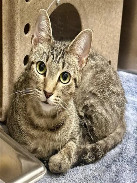 A young medium-sized female Domestic Short Hair cat named Whisper for adoption in Derwood, MD