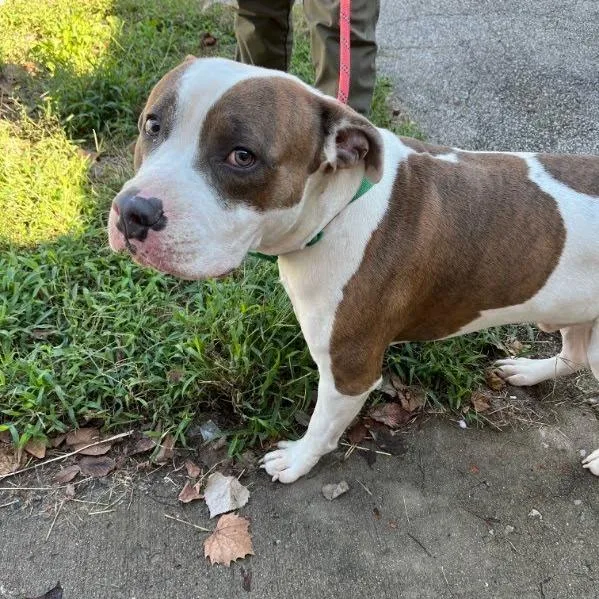 An adult small-sized male White / Cream Mixed Breed dog named Big Boy for adoption in Jeffersonville, IN