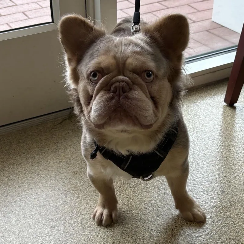 An adult small-sized male Yellow / Tan / Blond / Fawn French Bulldog dog named Cash for adoption in Gloucester, VA