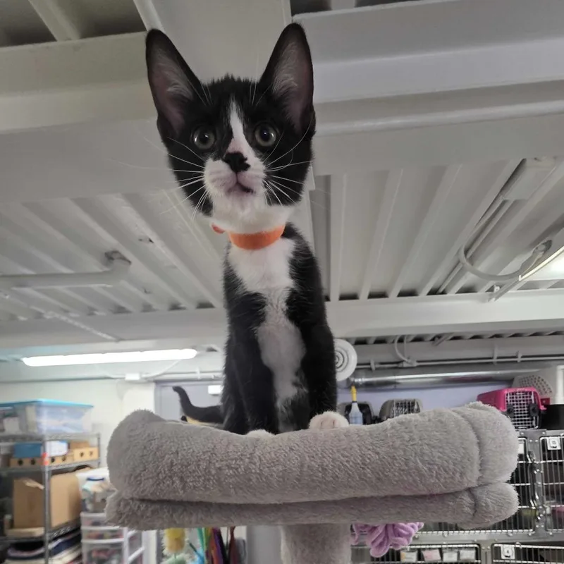 A baby small-sized male Black Domestic Short Hair cat named Speckle for adoption in Falls Church, VA