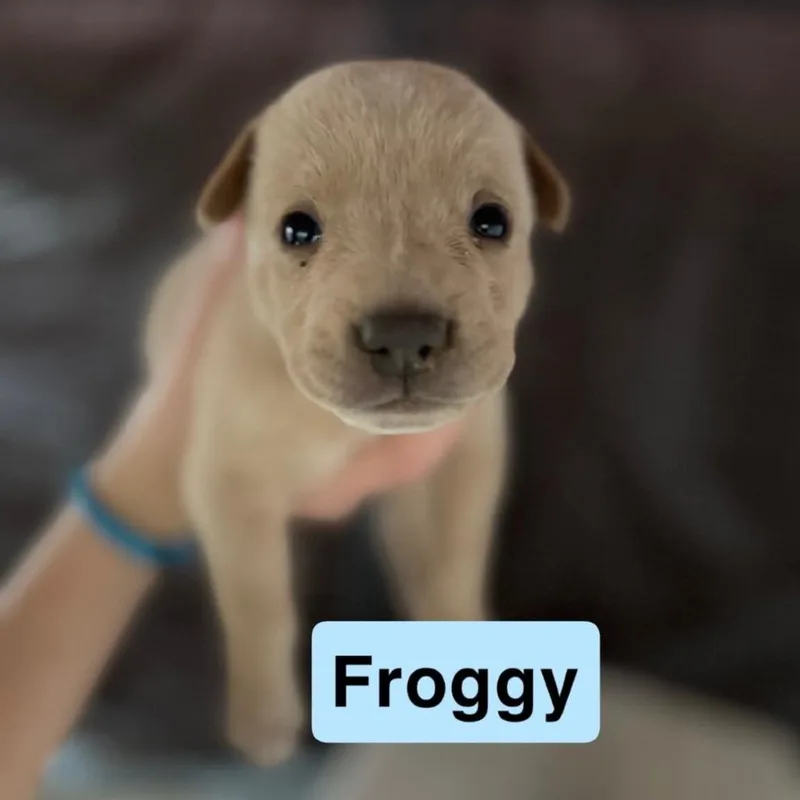 A baby small-sized male Labrador Retriever dog named Froggy for adoption in Pearsall, TX
