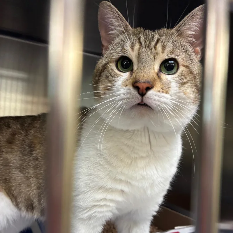 An adult medium-sized male White Domestic Short Hair cat named Oliver for adoption in Vineland, NJ