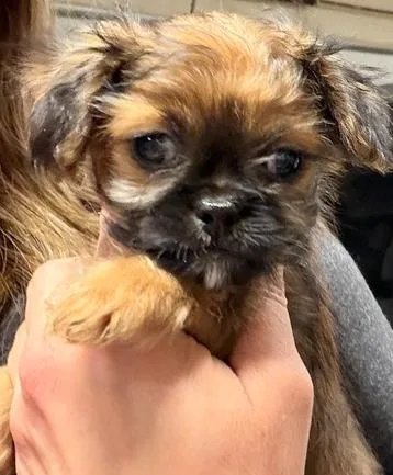 Nutcracker thumbnail 2