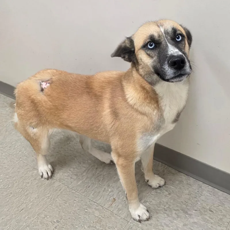 A young medium-sized female Husky dog named Molly for adoption in Chatham, VA