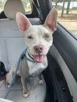 A young medium-sized female Pit Bull Terrier dog named Sophia for adoption in Denton, TX