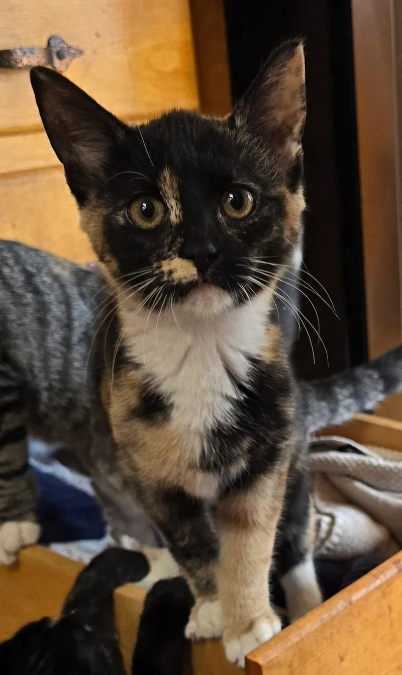A baby medium-sized female Domestic Short Hair cat named Rosie for adoption in York, PA