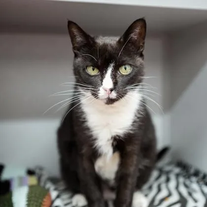 An adult small-sized female Black Domestic Short Hair cat named Harper for adoption in Atlanta, GA