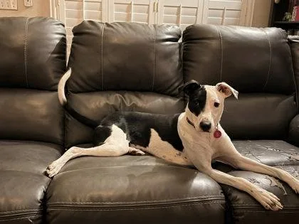 An adult medium-sized male Mixed Breed dog named Andy for adoption in Gainesville, FL