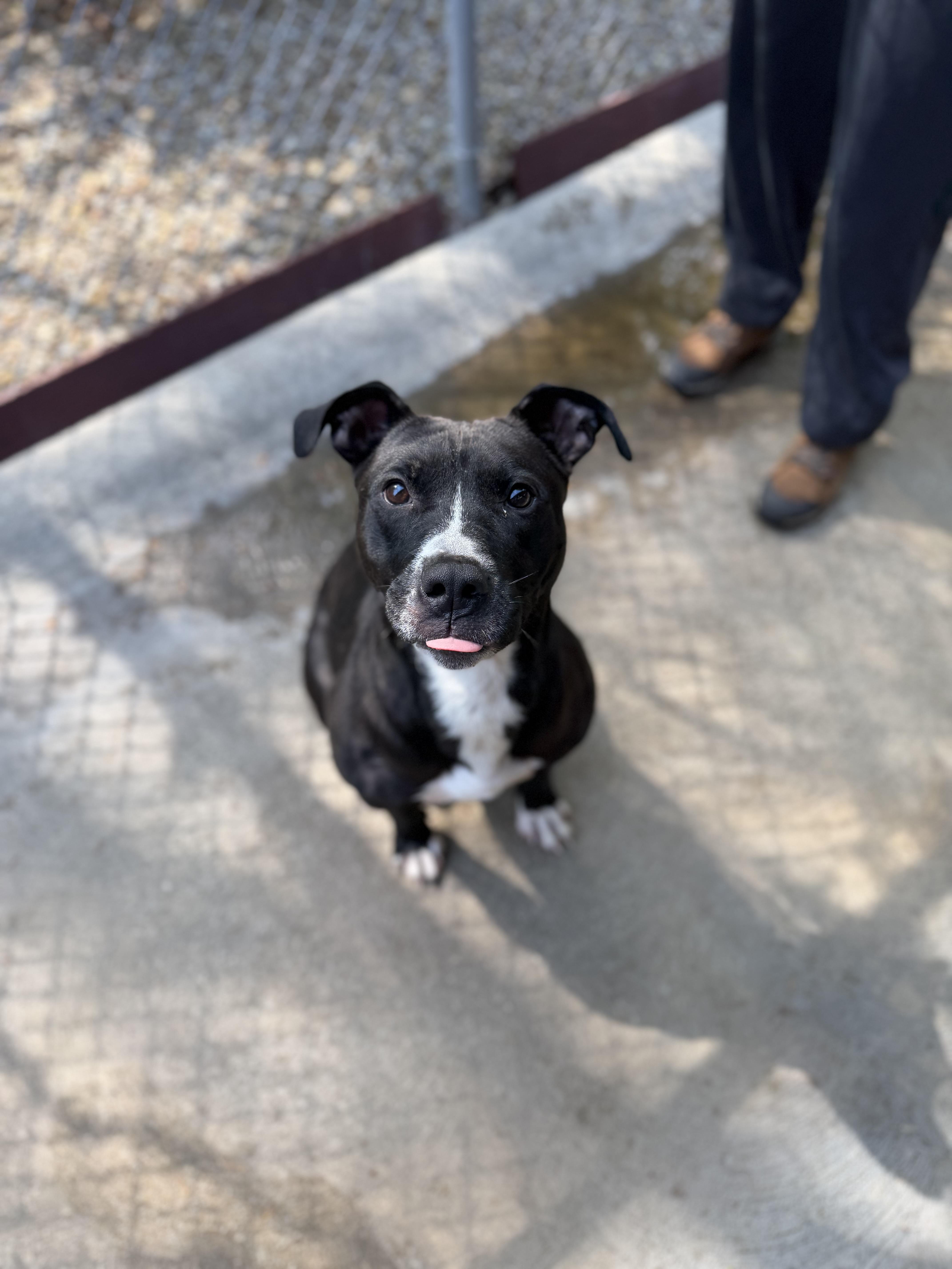 A young medium-sized male Black American Staffordshire Terrier dog named Blade for adoption in Seville, OH