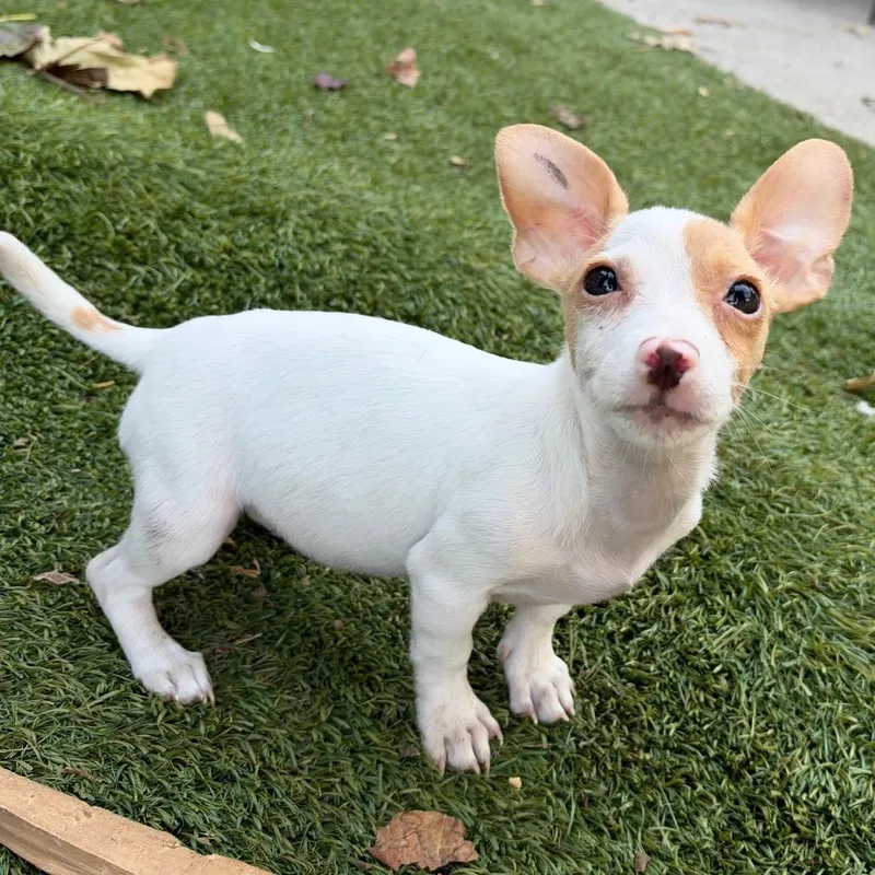 A baby small-sized female Chihuahua dog named Gussy for adoption in Point Richmond, CA