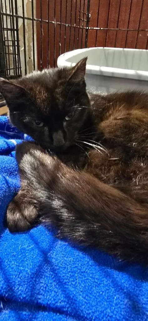 A baby medium-sized female Domestic Short Hair cat named Bella Lynn for adoption in St. Cloud, MN