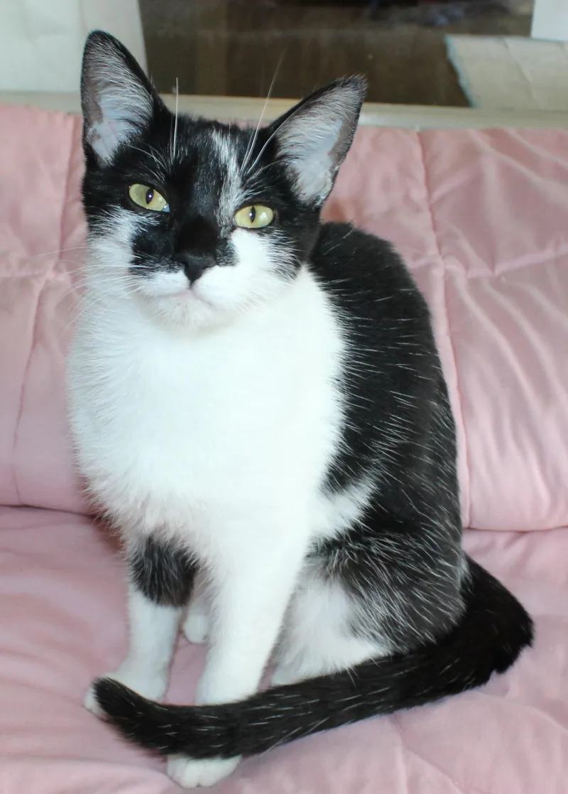A young medium-sized female Black & White / Tuxedo Domestic Short Hair cat named Comet for adoption in Huron, SD