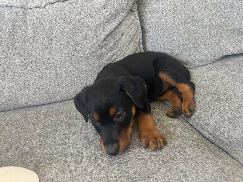 A baby small-sized female Brown / Chocolate Catahoula Leopard Dog dog named Molly May for adoption in Colorado Springs, CO