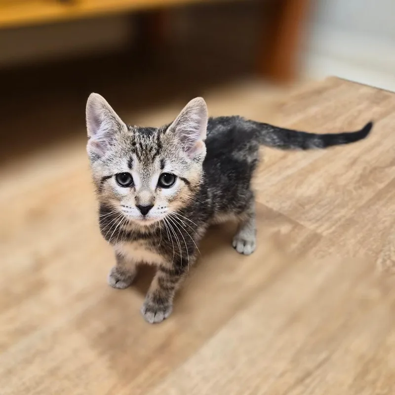 A baby medium-sized male Black Domestic Short Hair cat named Boop for adoption in Woodstock, IL