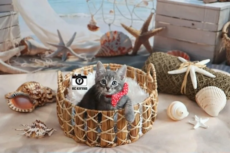 A baby medium-sized male Tabby (Brown / Chocolate) Domestic Short Hair cat named Firebird for adoption in Overland Park, KS