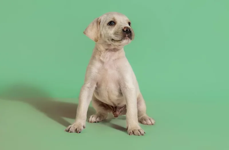 A baby medium-sized male Labrador Retriever dog named Milton for adoption in Wolcott, CT