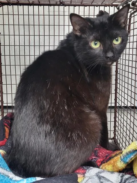 A senior small-sized female Domestic Short Hair cat named Pookie for adoption in San Antonio, TX