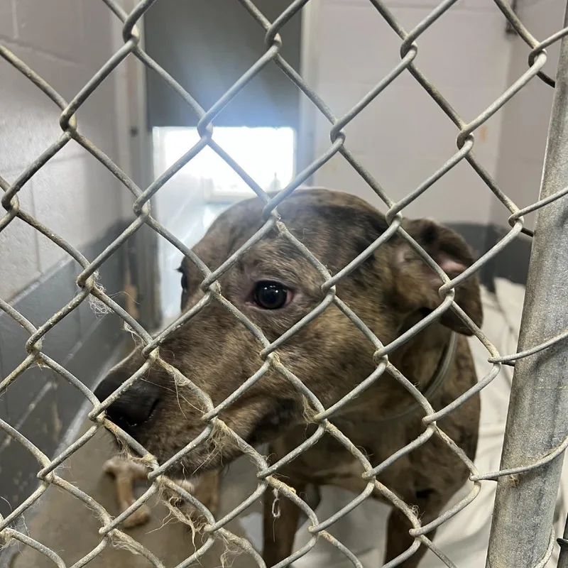 An adult medium-sized male Black Catahoula Leopard Dog dog named Loki for adoption in Columbus, NC