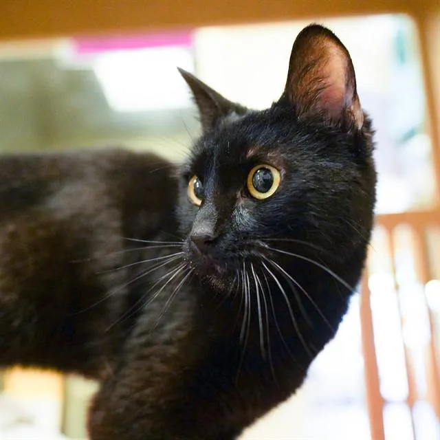 An adult medium-sized male Domestic Short Hair cat named Pumpkin for adoption in Sacramento, CA