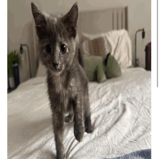 A baby small-sized female Tortoiseshell Domestic Short Hair cat named Maple for adoption in Pasadena , MD