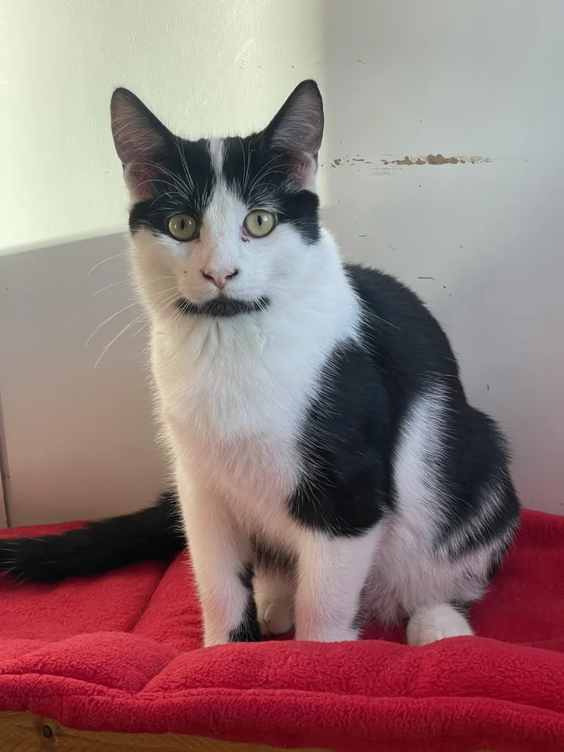 A baby medium-sized male Black Domestic Short Hair cat named Everest for adoption in Lacon, IL