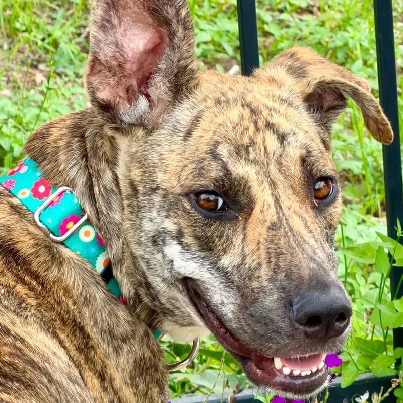 An adult medium-sized female Brindle Plott Hound dog named Mama Molly LH for adoption in Austin, TX