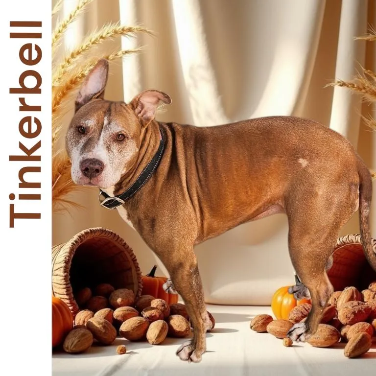 Tinkerbell