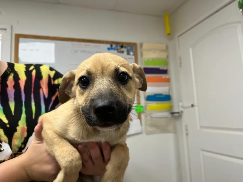 A baby medium-sized female Shepherd dog named Otter for adoption in Batesville, AR