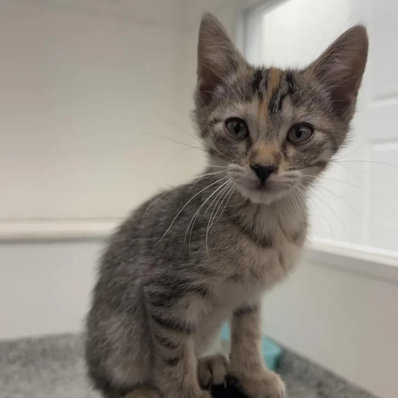 A baby small-sized female Black Domestic Short Hair cat named Daffodil for adoption in St. Louis, MO