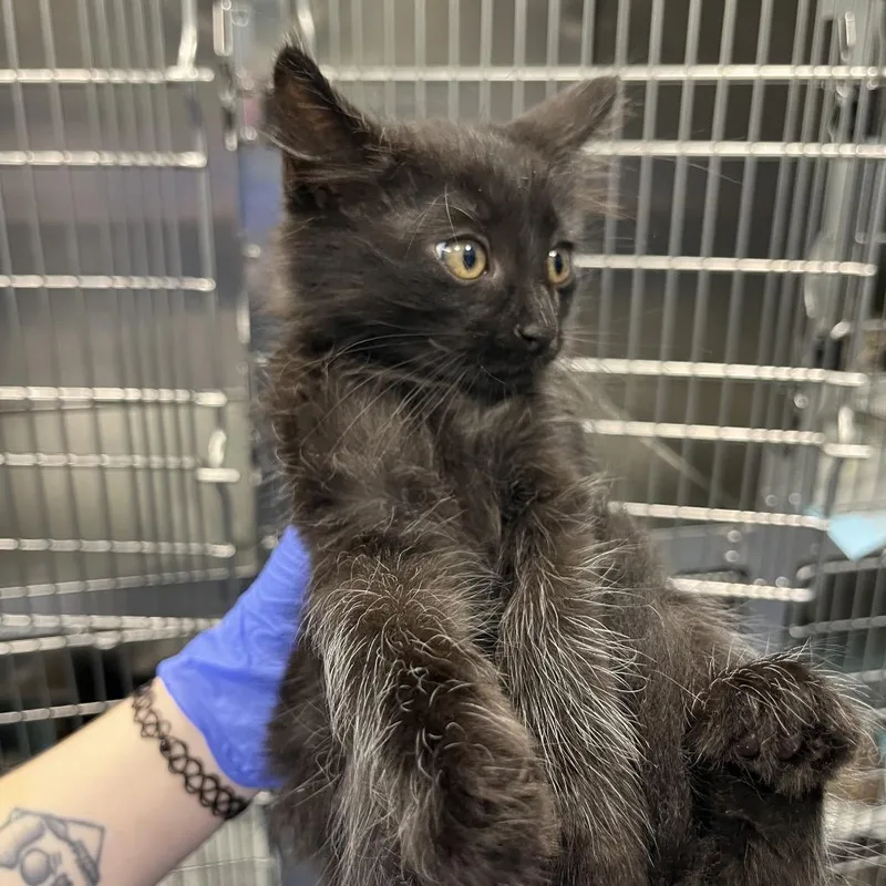 A baby small-sized male Black Domestic Short Hair cat named Bing for adoption in Greensboro, NC