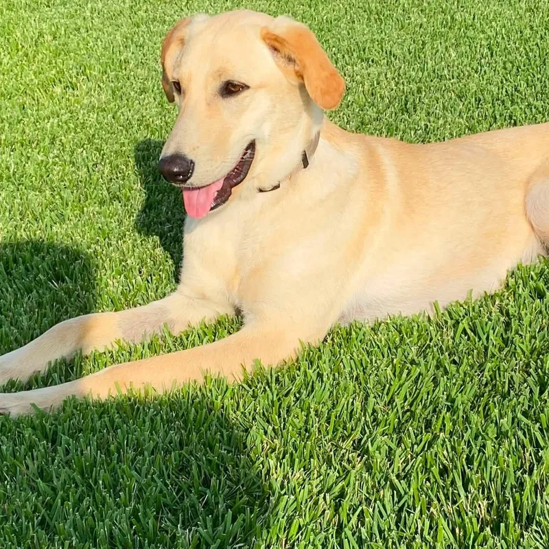 A young medium-sized female Apricot / Beige Yellow Labrador Retriever dog named Gigi for adoption in Tunica, MS