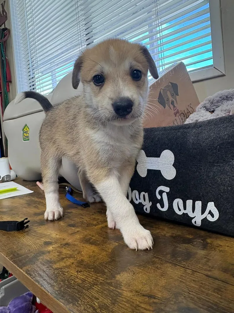 A baby small-sized female Yellow / Tan / Blond / Fawn Husky dog named Popcorn for adoption in Oakdale, CA