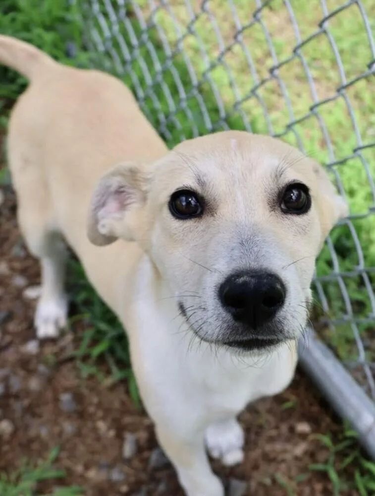 Pup Johnny thumbnail 2