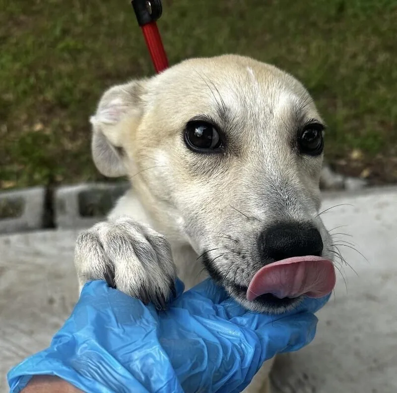 Pup Johnny thumbnail 5