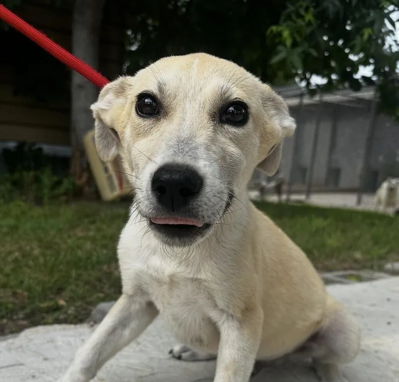 Pup Johnny thumbnail 6