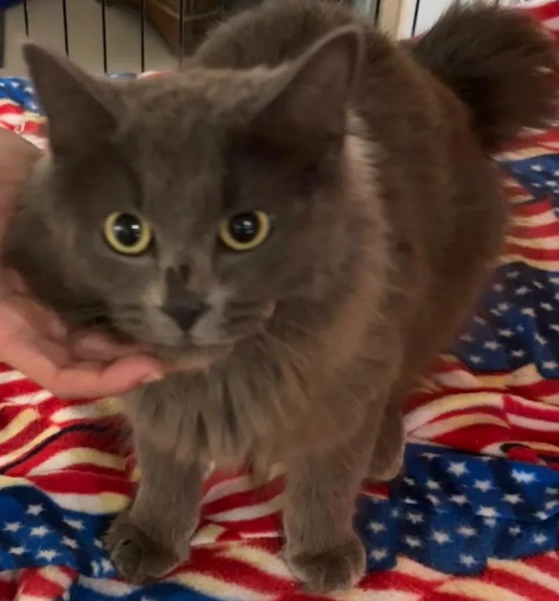 A young small-sized female American Bobtail cat named Destiny for adoption in Elizabethton, TN