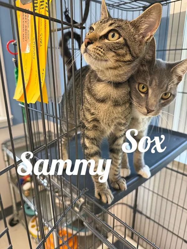 A young medium-sized female Tabby (Brown / Chocolate) Domestic Short Hair cat named Sammy for adoption in Manistee, MI
