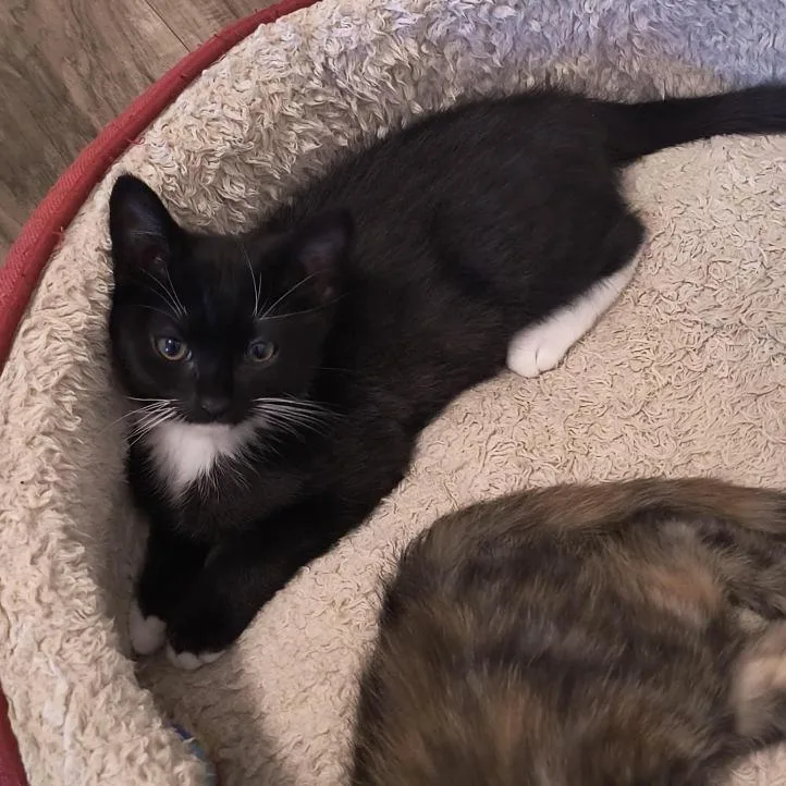 A baby small-sized female Black Domestic Short Hair cat named Viola for adoption in Prescott, AZ