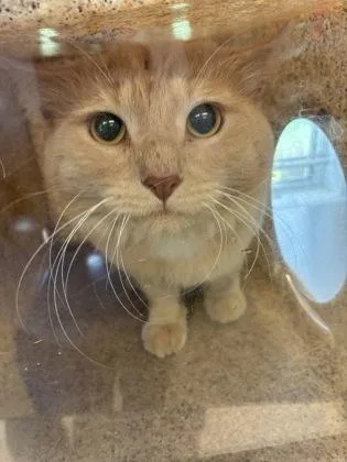 An adult large-sized male Domestic Long Hair cat named Kenny for adoption in Lafayette, IN
