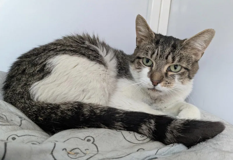 A young medium-sized female Tabby cat named Kiki for adoption in Alexandria, VA