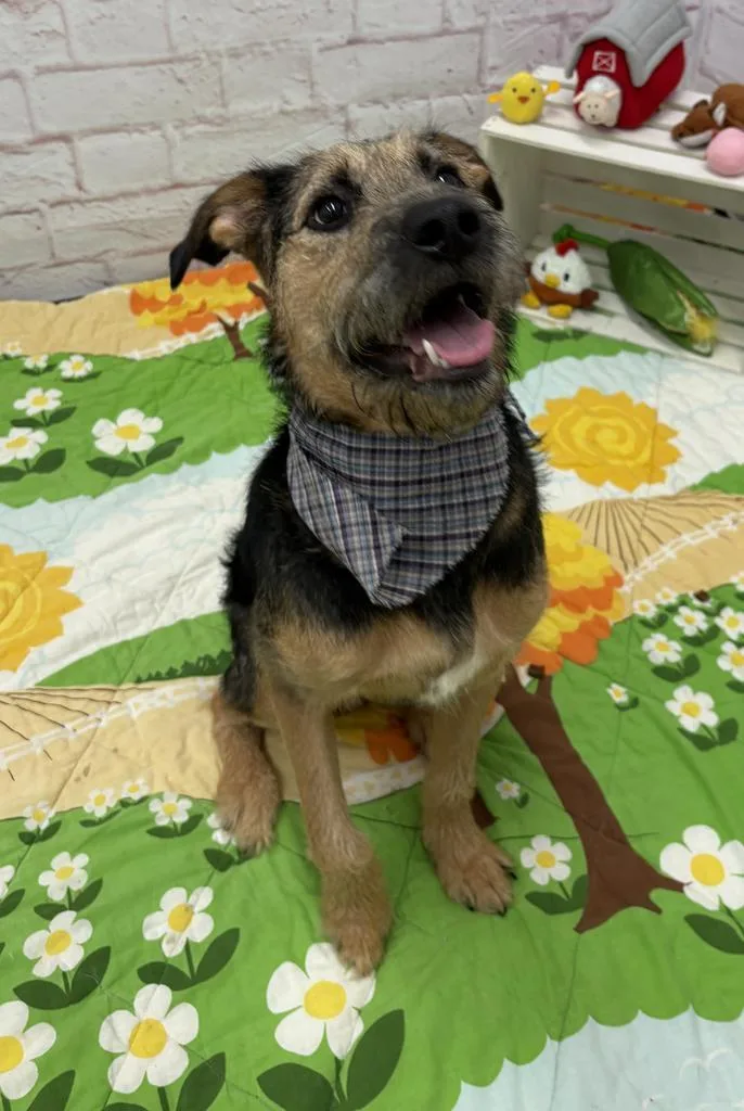 A baby medium-sized male Mixed Breed dog named Trillium for adoption in Detroit, MI